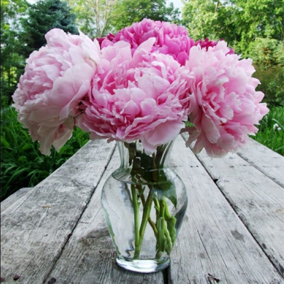 Meet your Posh Ambassador , Koi - Picture 4 of 4